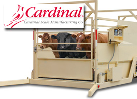 Cardinal Livestock Scale